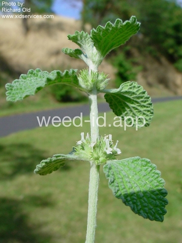horehound, white